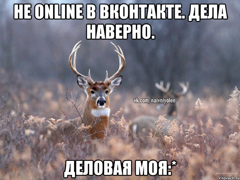 Не Online в вконтакте. Дела наверно. Деловая моя:*, Мем   Наивный олень