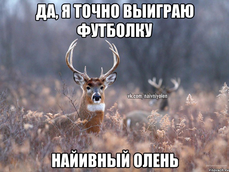 Да, я точно выиграю футболку НАЙИВНЫЙ ОЛЕНЬ, Мем   Наивный олень