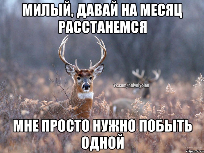 Милый, давай на месяц расстанемся Мне просто нужно побыть одной, Мем   Наивный олень