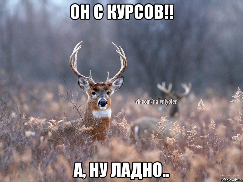 он с курсов!! а, ну ладно.., Мем   Наивный олень