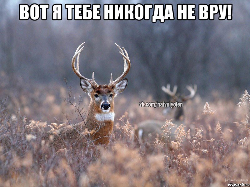 Вот я тебе никогда не вру! , Мем   Наивный олень