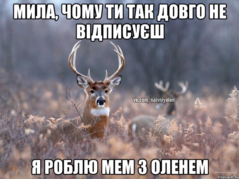 Мила, чому ти так довго не відписуєш Я роблю мем з оленем, Мем   Наивный олень