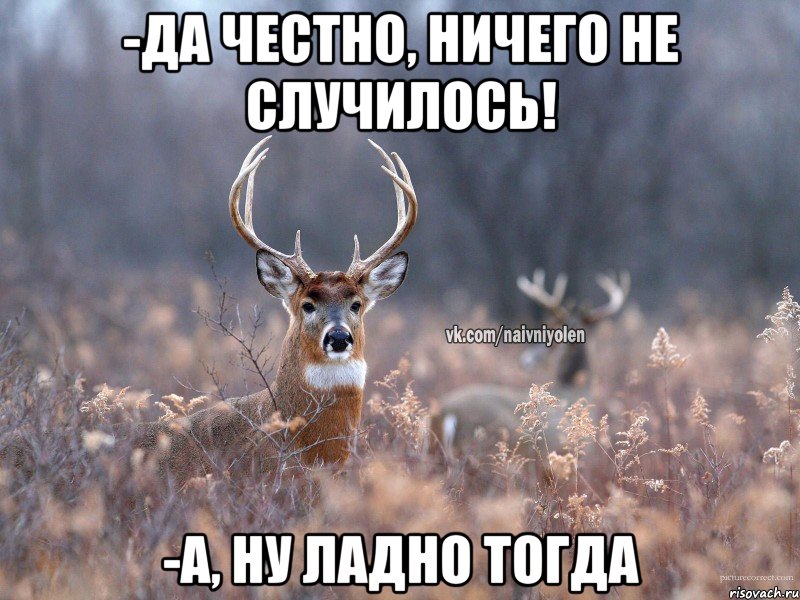 -Да честно, ничего не случилось! -А, ну ладно тогда, Мем   Наивный олень