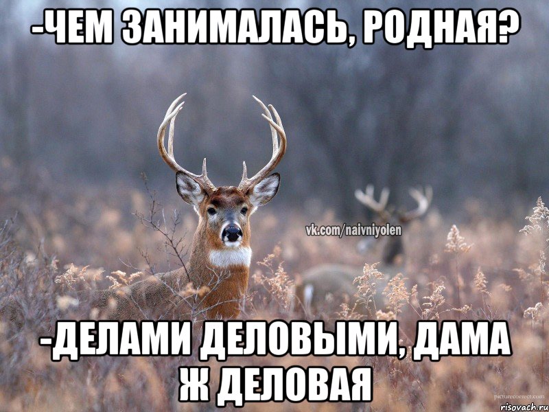 -Чем занималась, родная? -Делами деловыми, дама ж деловая, Мем   Наивный олень