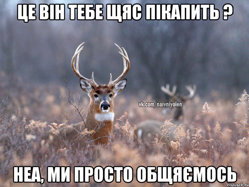 Це він тебе щяс пікапить ? Неа, ми просто общяємось, Мем   Наивный олень