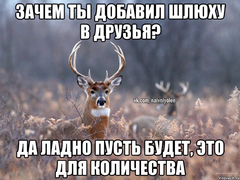 Зачем ты добавил шлюху в друзья? Да ладно пусть будет, это для количества, Мем   Наивный олень