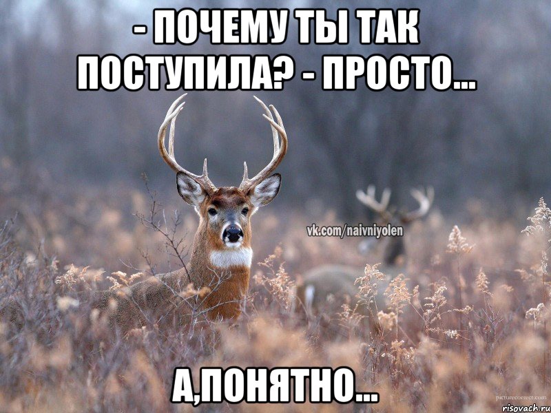 - Почему ты так поступила? - Просто... А,понятно..., Мем   Наивный олень