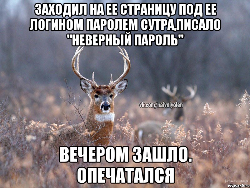 Заходил на ее страницу под ее логином паролем сутра,писало "неверный пароль" Вечером зашло. Опечатался, Мем   Наивный олень