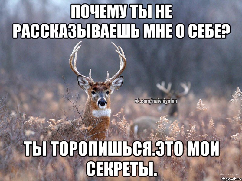 Почему ты не рассказываешь мне о себе? Ты торопишься.Это мои секреты., Мем   Наивный олень