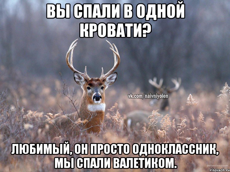 Вы спали в одной кровати? Любимый, он просто одноклассник, мы спали валетиком., Мем   Наивный олень