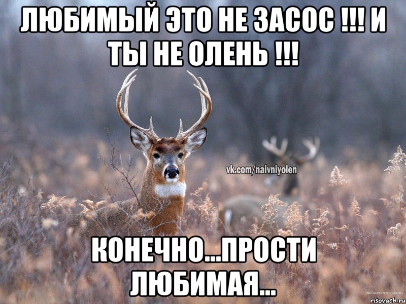 Любимый это не засос !!! И ты не олень !!! Конечно...Прости любимая..., Мем   Наивный олень