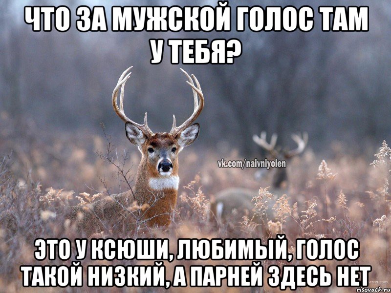 что за мужской голос там у тебя? это у Ксюши, любимый, голос такой низкий, а парней здесь нет, Мем   Наивный олень