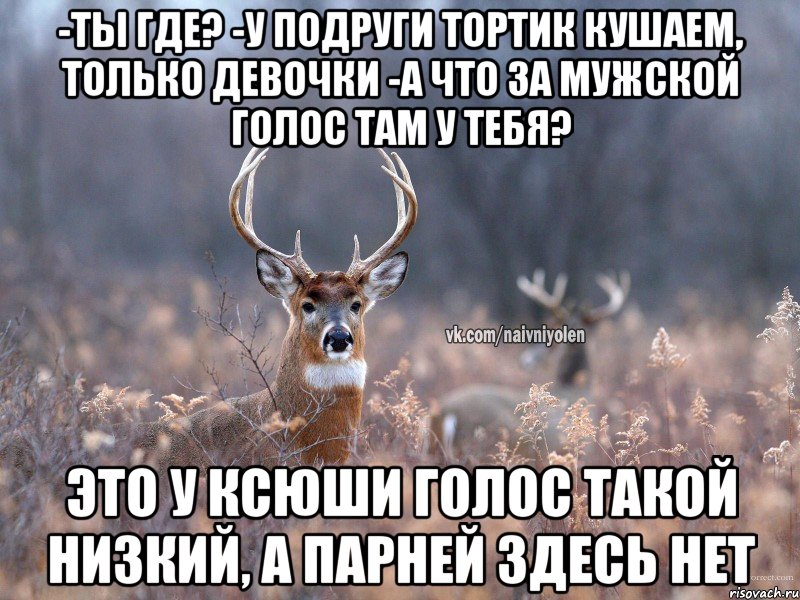 -ты где? -у подруги тортик кушаем, только девочки -а что за мужской голос там у тебя? это у Ксюши голос такой низкий, а парней здесь нет, Мем   Наивный олень