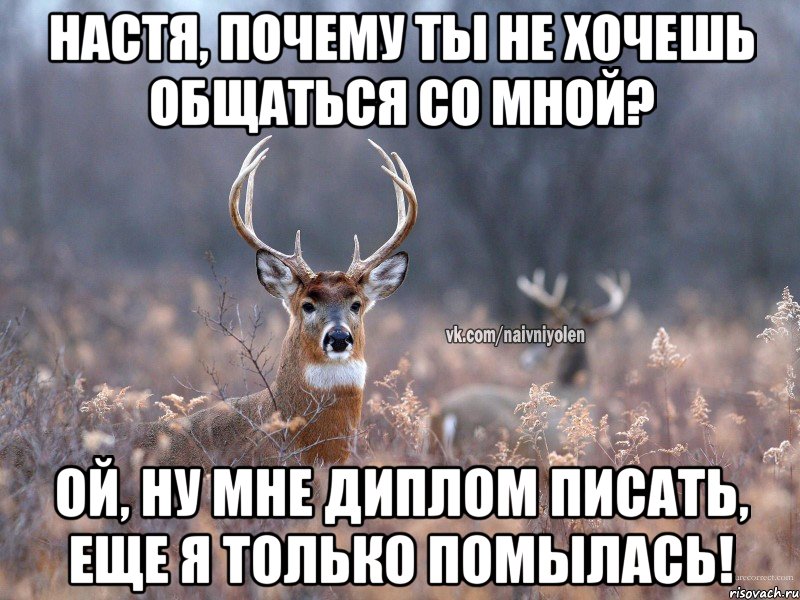 Настя, почему ты не хочешь общаться со мной? Ой, ну мне диплом писать, еще я только помылась!, Мем   Наивный олень