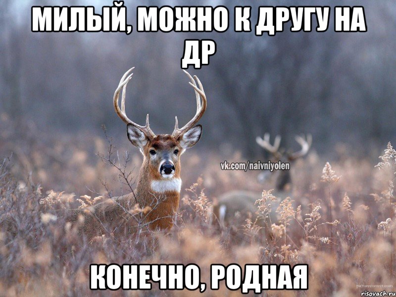 Милый, можно к другу на др Конечно, родная, Мем   Наивный олень