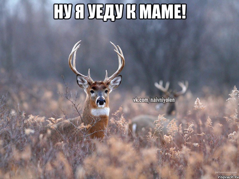 ну я уеду к маме! , Мем   Наивный олень