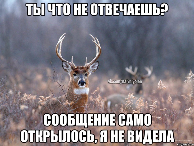 Ты что не отвечаешь? Сообщение само открылось, я не видела, Мем   Наивный олень