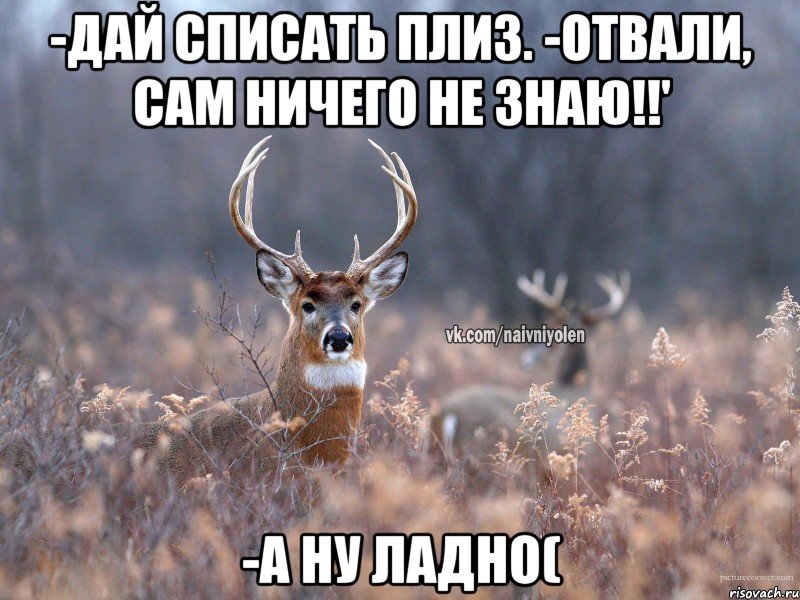 -Дай списать плиз. -Отвали, сам ничего не знаю!!' -А ну ладно(, Мем   Наивный олень