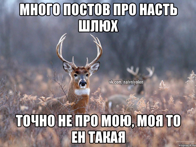 Много постов про Насть шлюх точно не про мою, моя то ен такая, Мем   Наивный олень