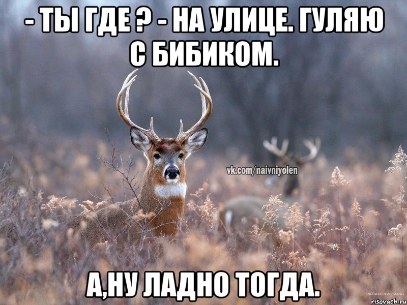 - Ты где ? - На улице. Гуляю с Бибиком. А,ну ладно тогда., Мем   Наивный олень