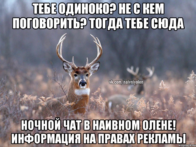 Тебе одиноко? Не с кем поговорить? Тогда тебе СЮДА Ночной чат в Наивном Олене! информация на правах рекламы, Мем   Наивный олень