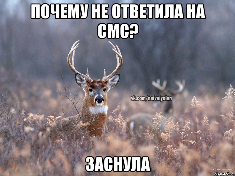 почему не ответила на смс? заснула, Мем   Наивный олень