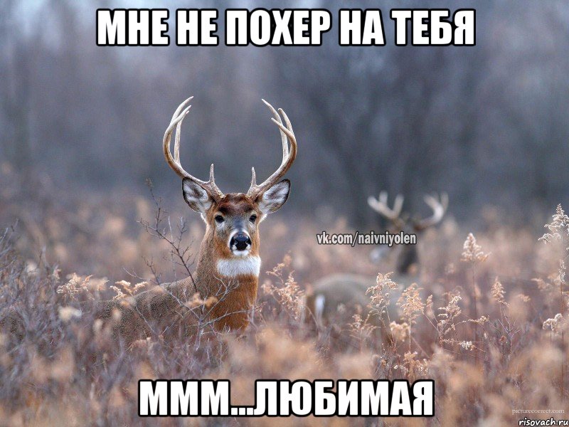 мне не похер на тебя ммм...любимая, Мем   Наивный олень