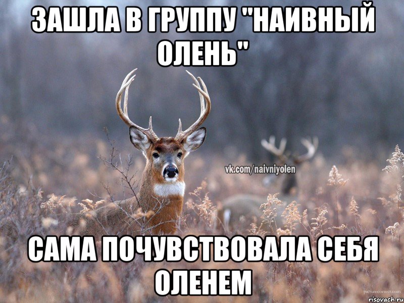 Зашла в группу "Наивный Олень" Сама почувствовала себя оленем, Мем   Наивный олень