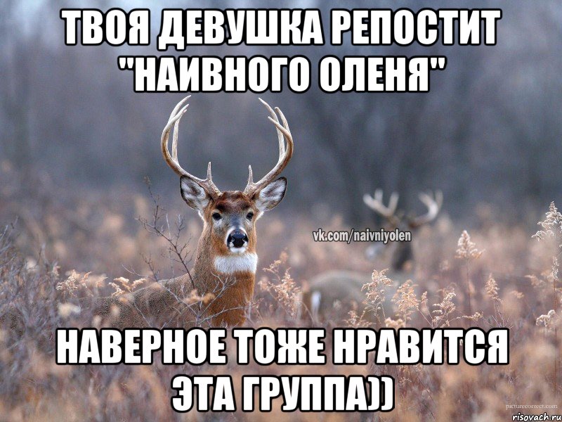 Твоя девушка репостит "наивного оленя" Наверное тоже нравится эта группа)), Мем   Наивный олень