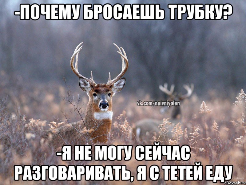 -почему бросаешь трубку? -я не могу сейчас разговаривать, я с тетей еду, Мем   Наивный олень