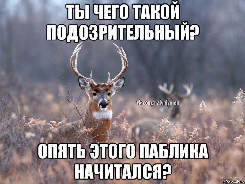 ТЫ ЧЕГО ТАКОЙ ПОДОЗРИТЕЛЬНЫЙ? ОПЯТЬ ЭТОГО ПАБЛИКА НАЧИТАЛСЯ?, Мем   Наивный олень