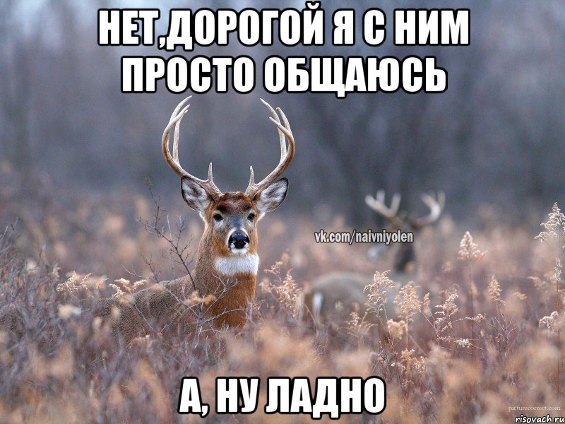 Нет,дорогой я с ним просто общаюсь а, ну ладно, Мем   Наивный олень