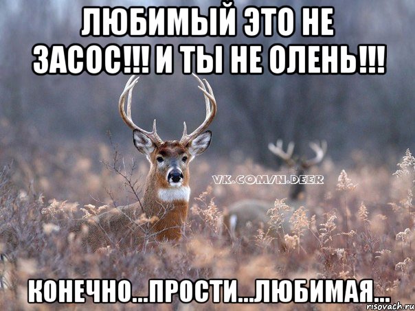 любимый это не засос!!! и ты не олень!!! конечно...прости...любимая..., Мем   Наивный олень