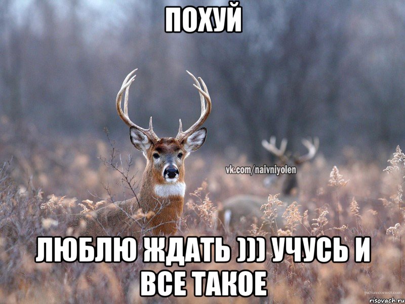 Похуй Люблю ждать ))) Учусь и все такое, Мем   Наивный олень