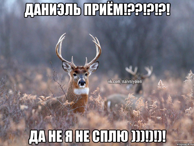 Даниэль приём!??!?!?! да не я не сплю )))!)!)!, Мем   Наивный олень