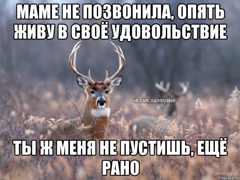 Маме не позвонила, опять живу в своё удовольствие Ты ж меня не пустишь, ещё рано, Мем   Наивный олень