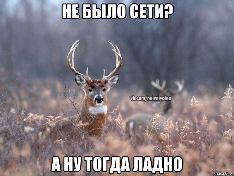 не было сети? а ну тогда ладно, Мем   Наивный олень