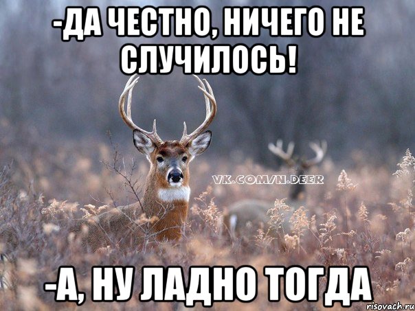 -да честно, ничего не случилось! -а, ну ладно тогда, Мем   Наивный олень