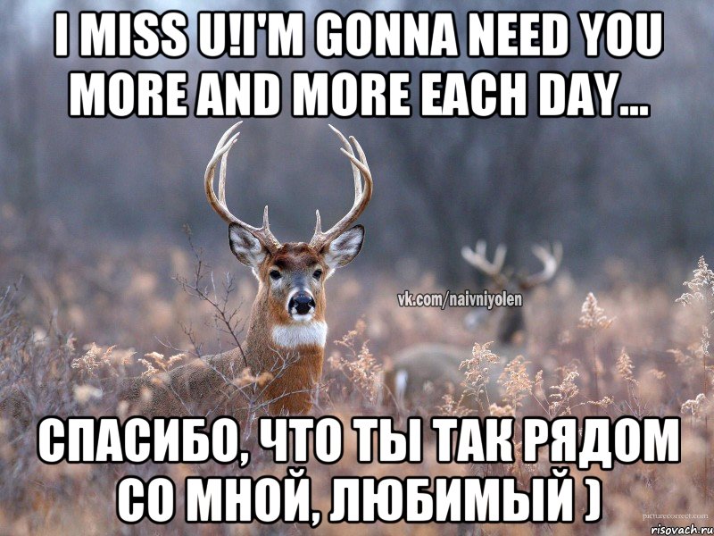 I miss U!I'm gonna need you more and more each day... Спасибо, что ты так рядом со мной, любимый ), Мем   Наивный олень