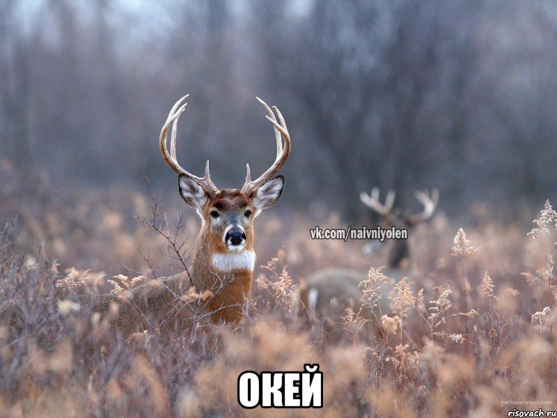  Окей, Мем   Наивный олень