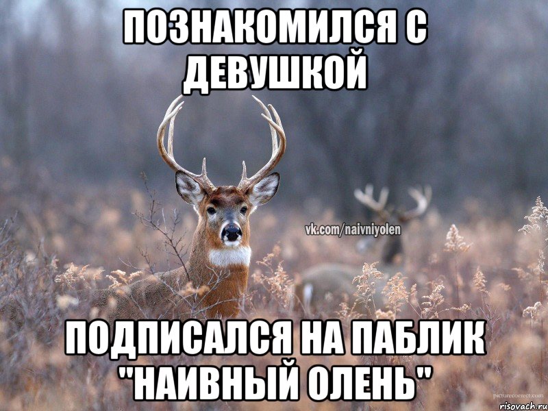 Познакомился с девушкой Подписался на паблик "Наивный Олень", Мем   Наивный олень