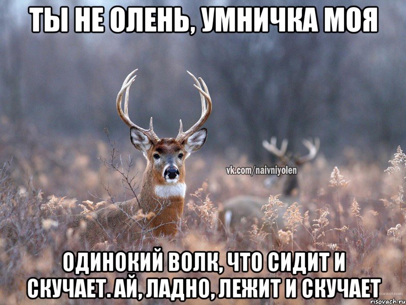 Ты не олень, умничка моя Одинокий волк, что сидит и скучает. Ай, ладно, лежит и скучает, Мем   Наивный олень