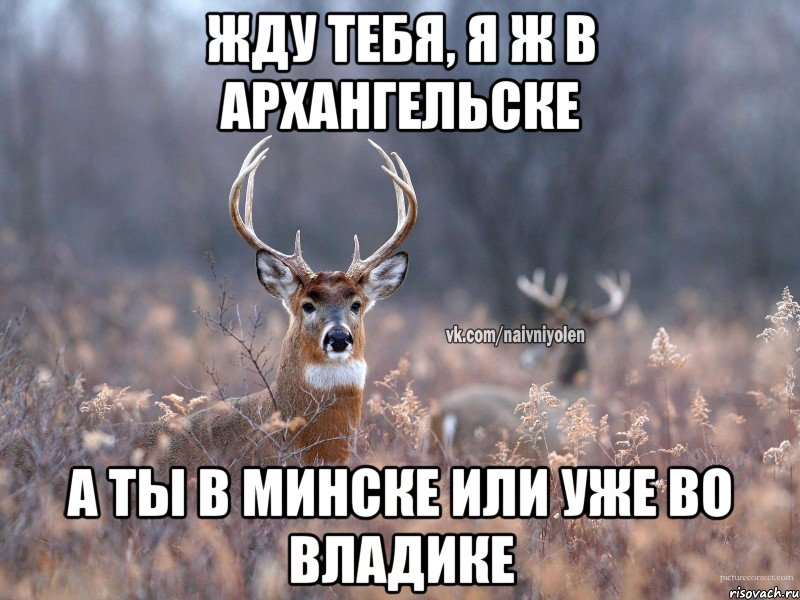 Жду тебя, я ж в Архангельске А ты в Минске или уже во владике, Мем   Наивный олень