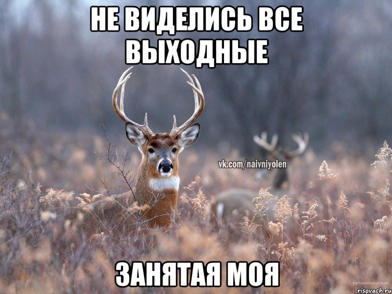 Не виделись все выходные Занятая моя, Мем   Наивный олень