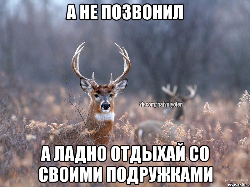 А не позвонил А ладно отдыхай со своими подружками, Мем   Наивный олень