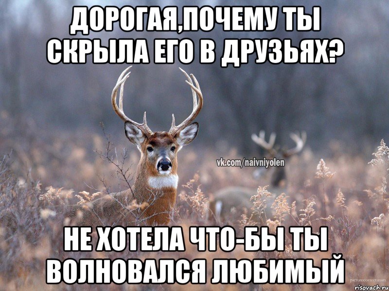 дорогая,почему ты скрыла его в друзьях? не хотела что-бы ты волновался любимый, Мем   Наивный олень