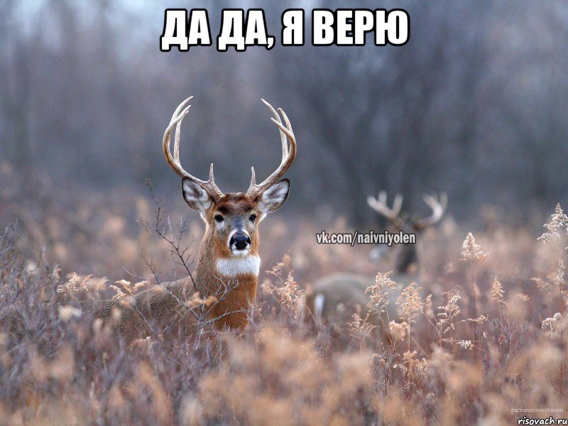 Да да, я верю , Мем   Наивный олень