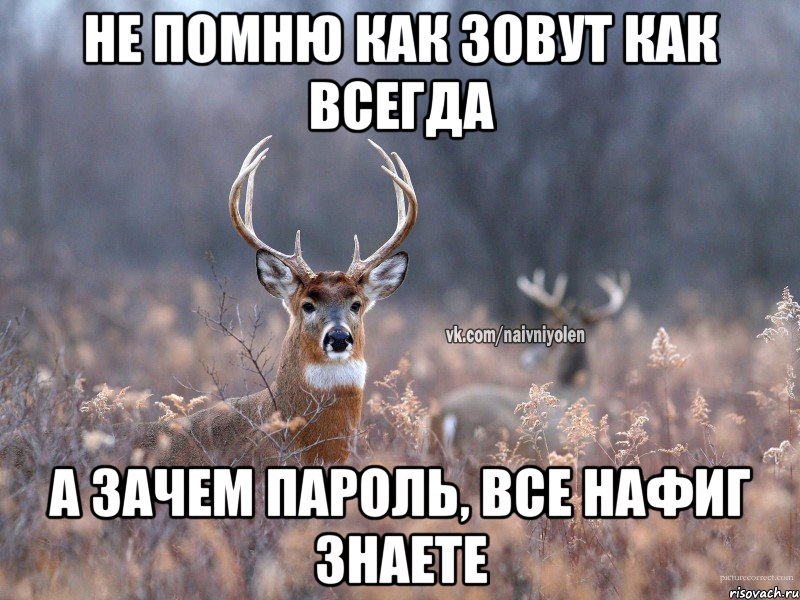 Не помню как зовут как всегда А зачем пароль, все нафиг знаете, Мем   Наивный олень