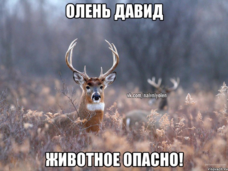 Олень Давид Животное опасно!, Мем   Наивный олень