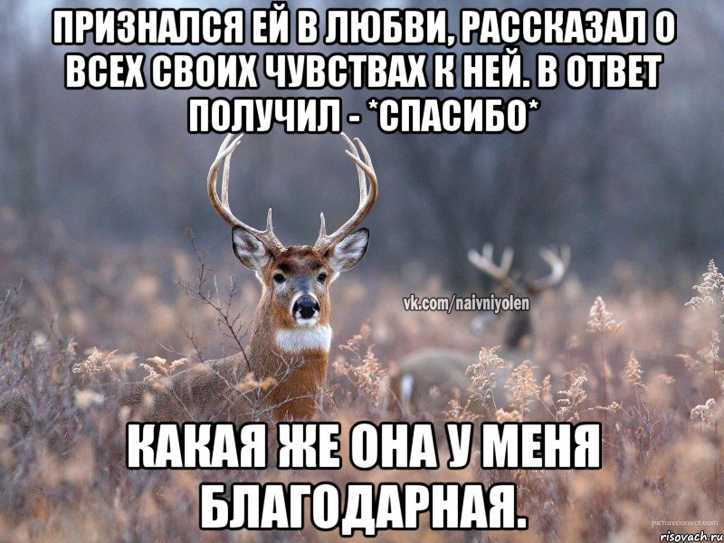 Признался ей в любви, рассказал о всех своих чувствах к ней. В ответ получил - *Спасибо* Какая же она у меня благодарная., Мем   Наивный олень